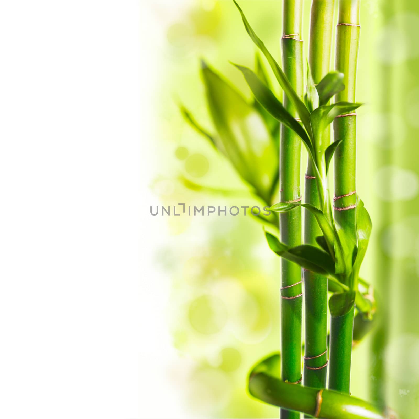 Green bamboo by oksix