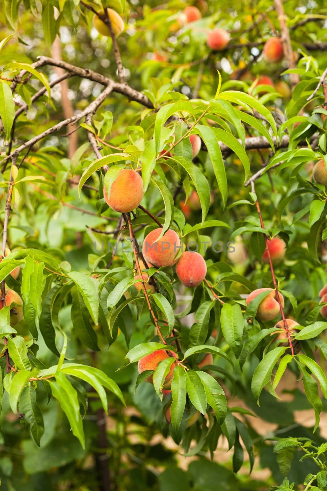 Ripe peaches fruits on a branch in orchard