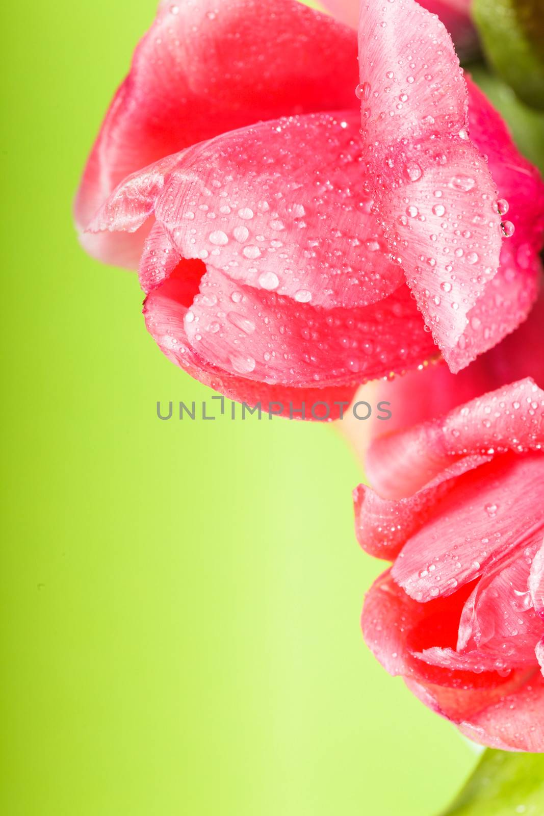 Pink tulips with waterdrops closeup on green background