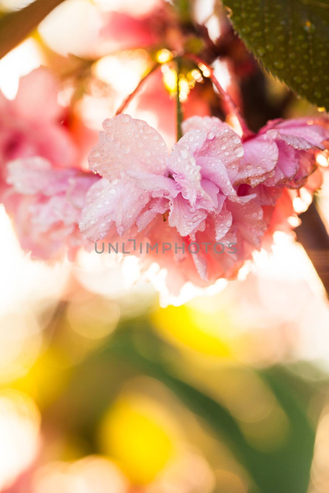 Sakura blooming on sunset after rain, closeup flowers