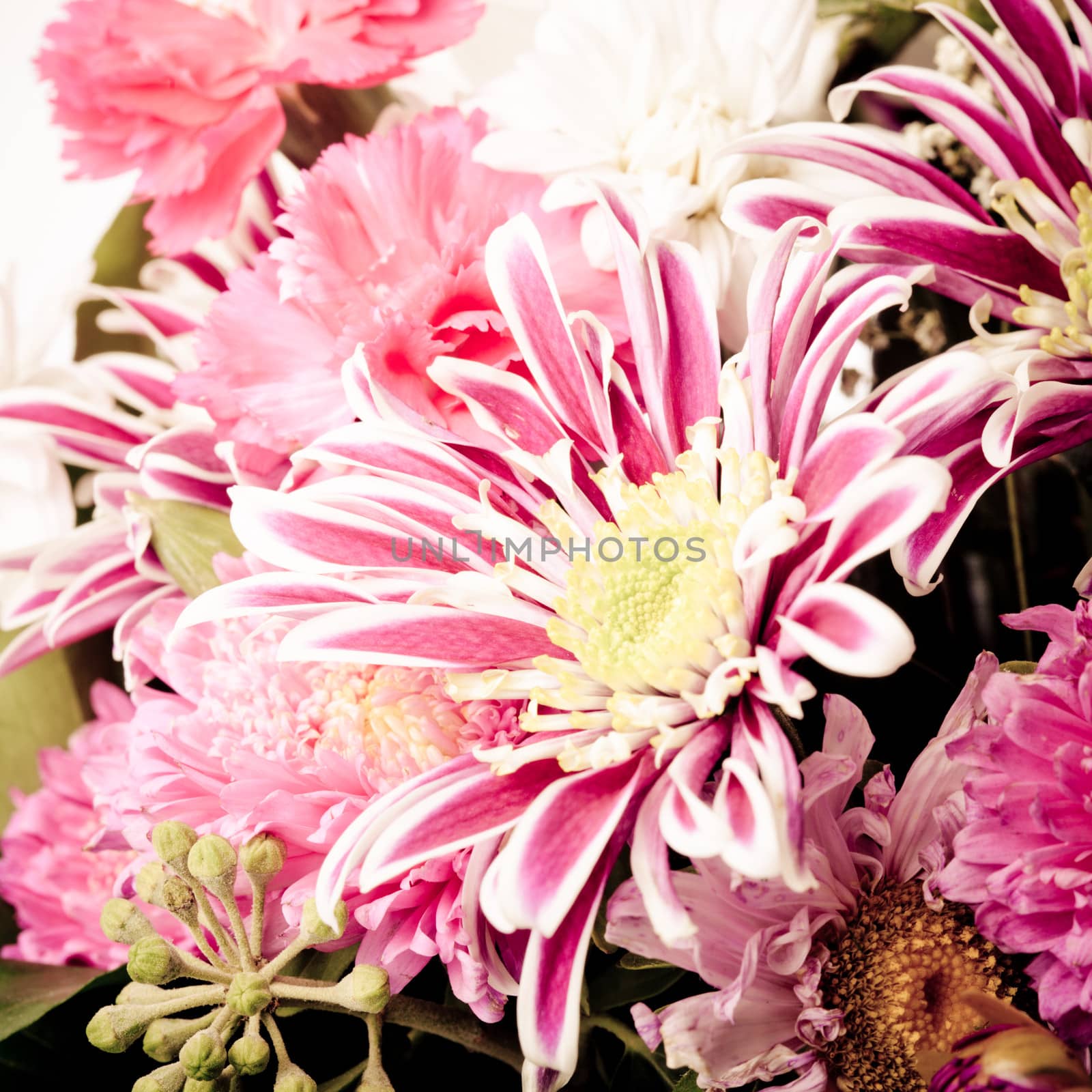 pink aster background closeup nature