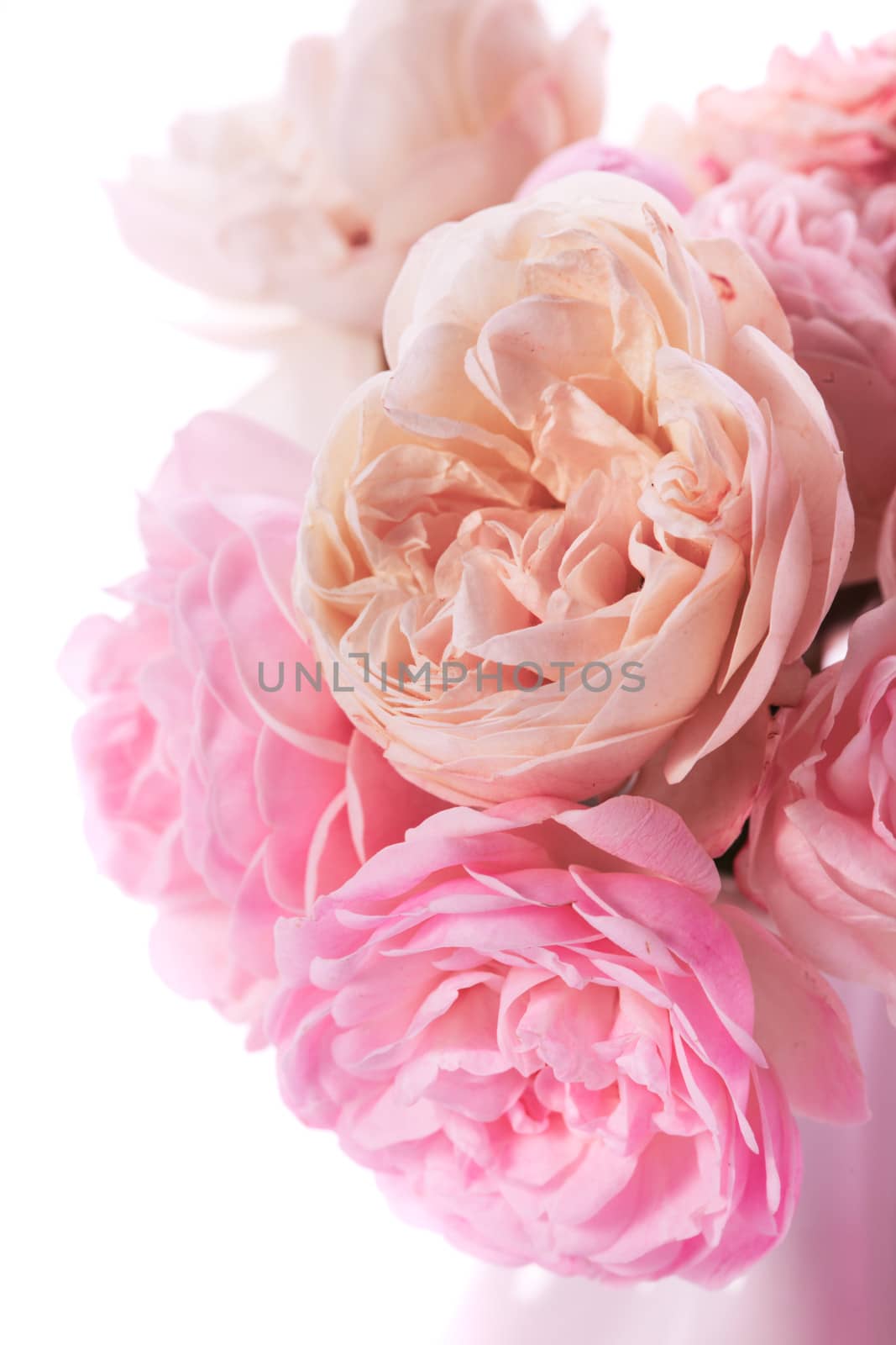 Pink roses bunch closeup in vase on white