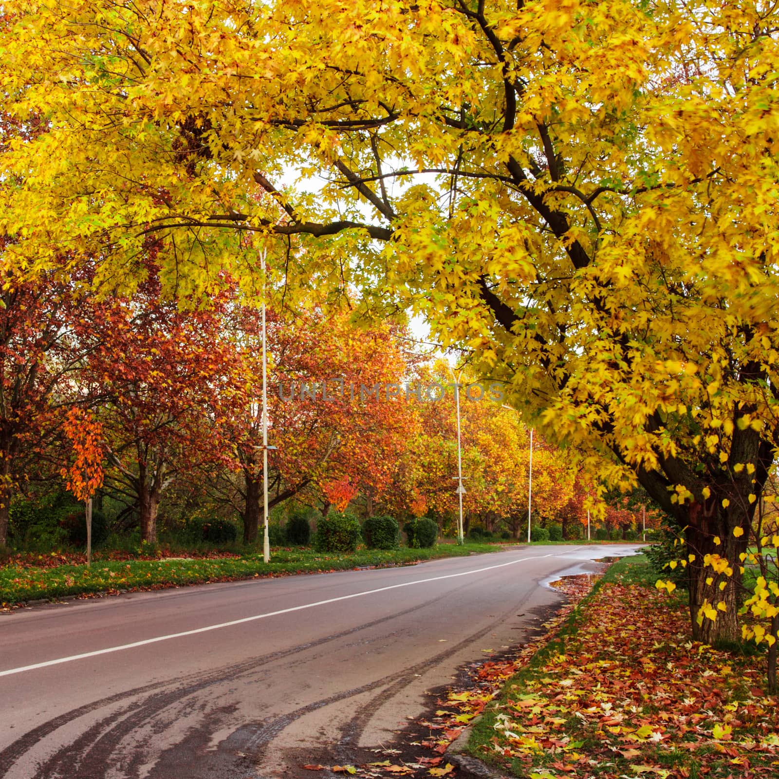 Autumn landscape with road and yellow and red leaves