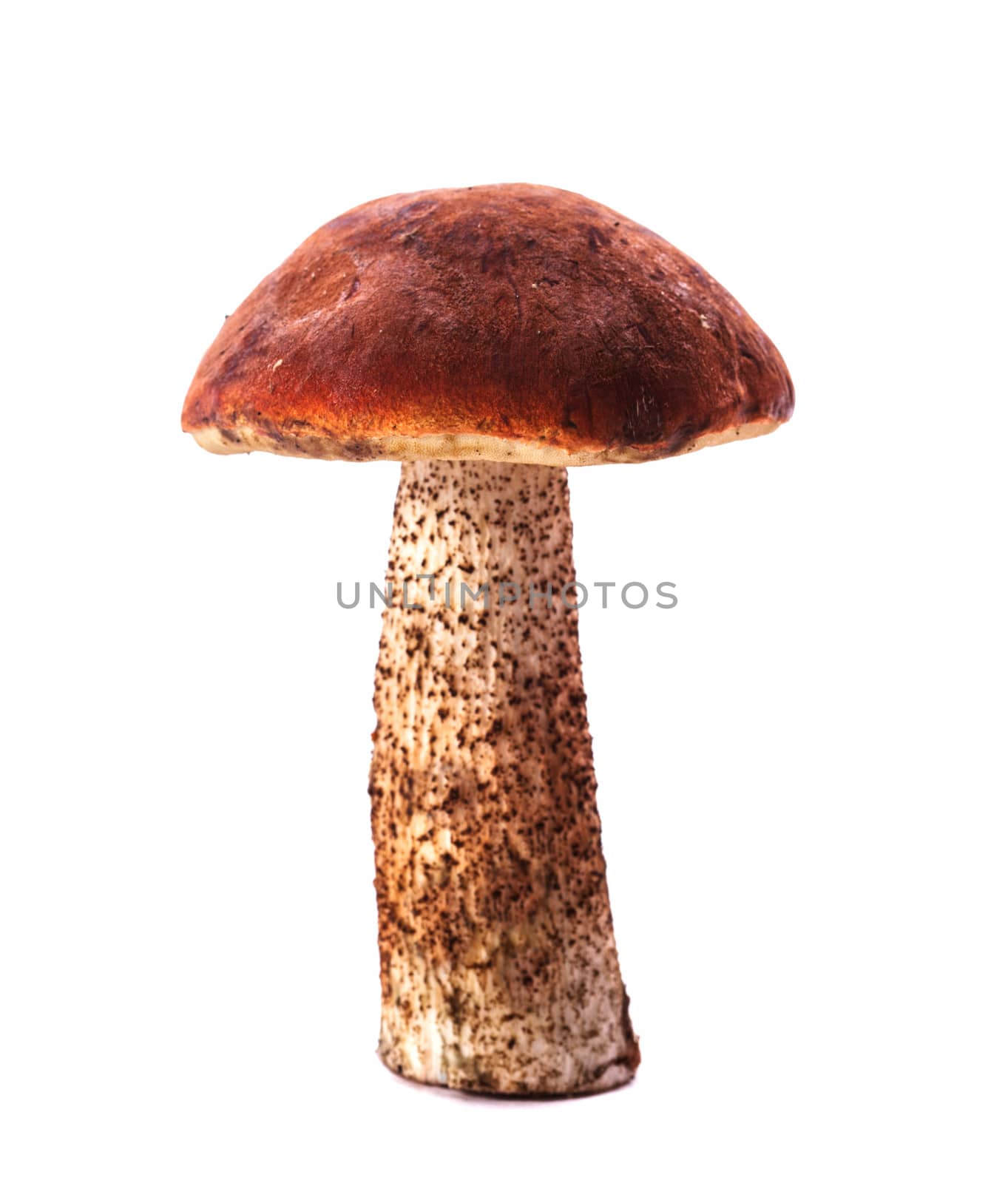 Orange-cap boletus mushroom isolated on white background