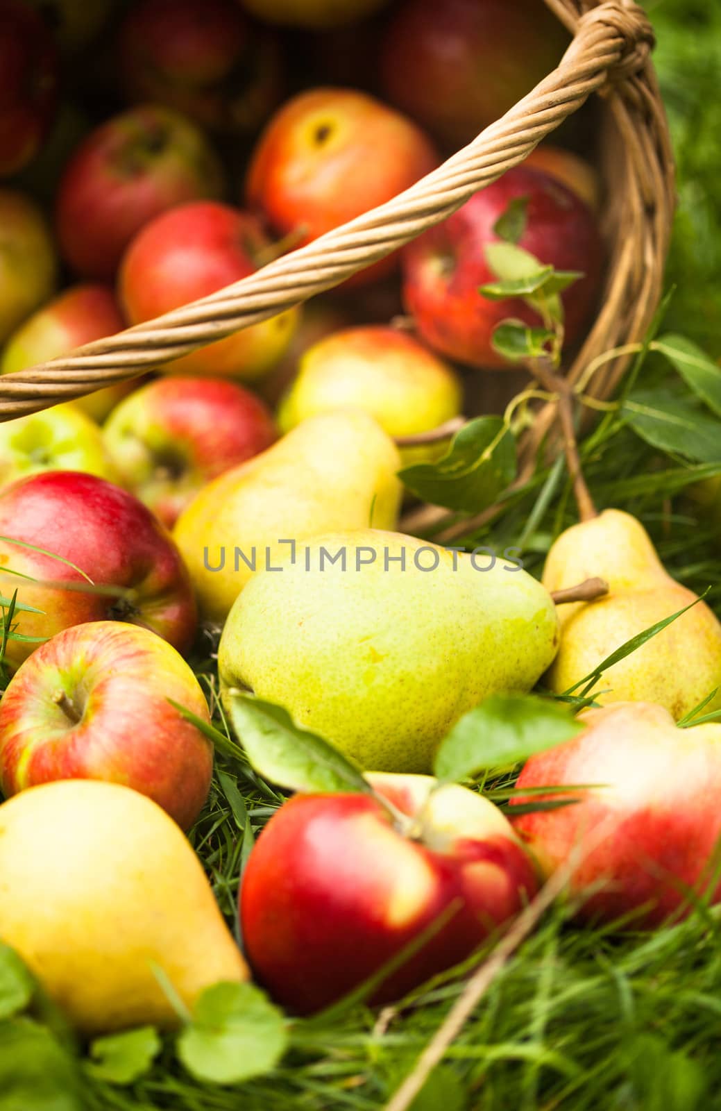 Apples and peaches scattered from the basket on a grass in the garden