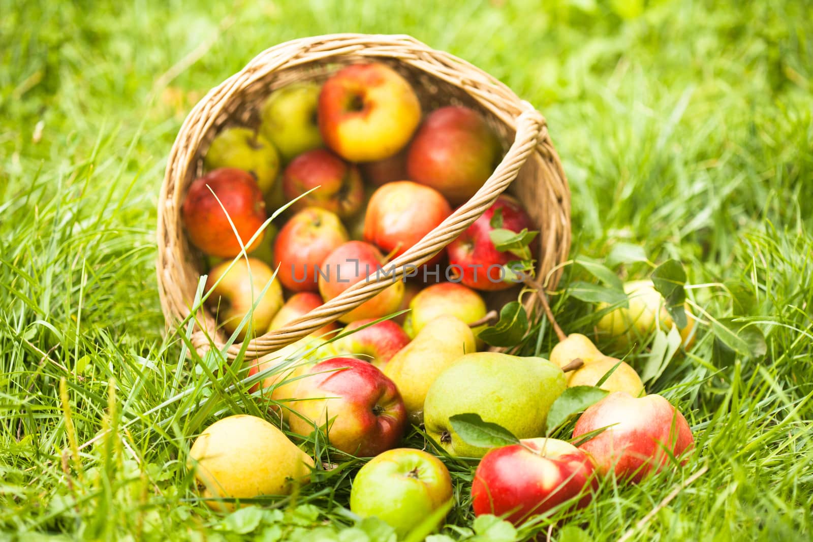 Apples and peaches scattered from the basket on a grass in the garden