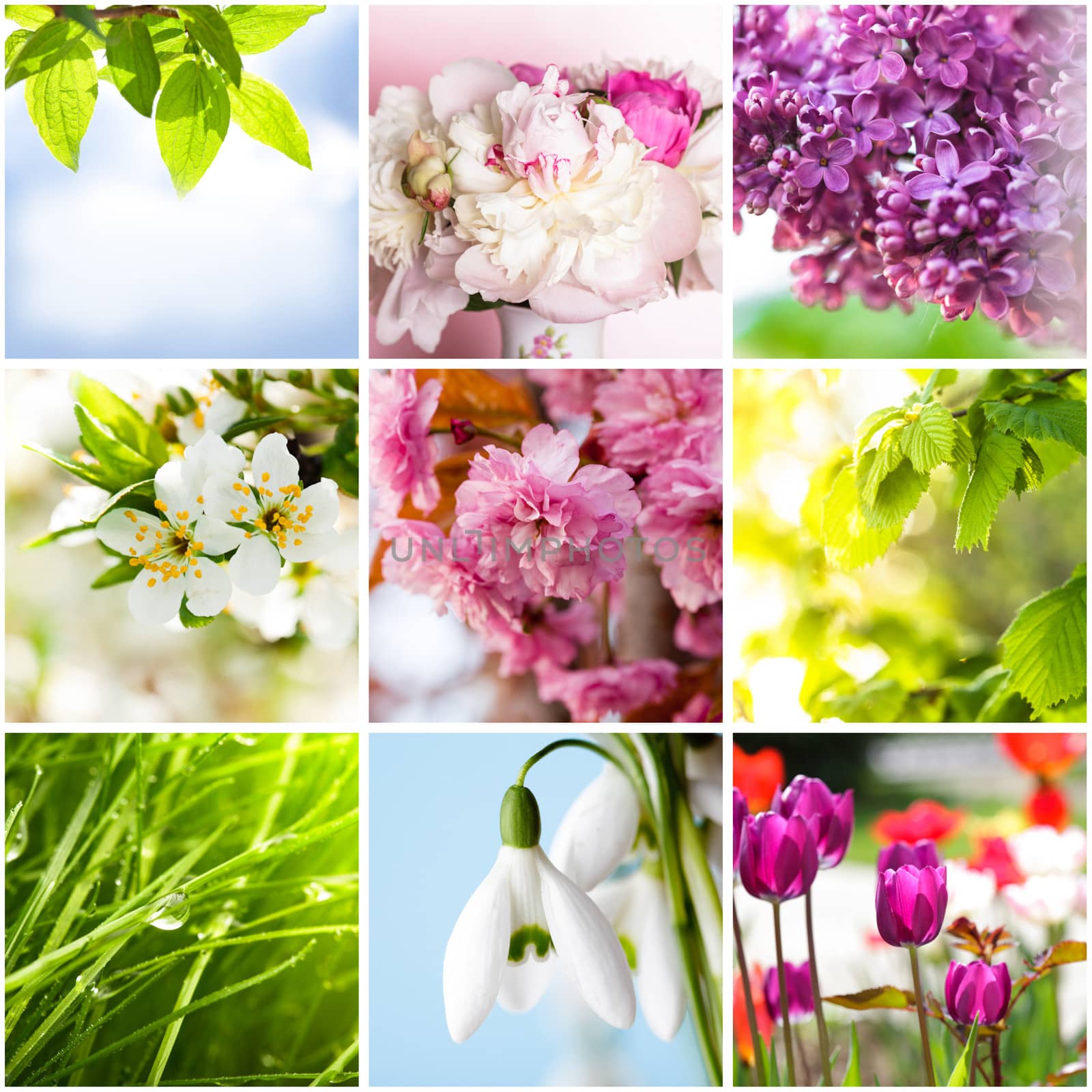 Springtime collage from nine photos of nature 