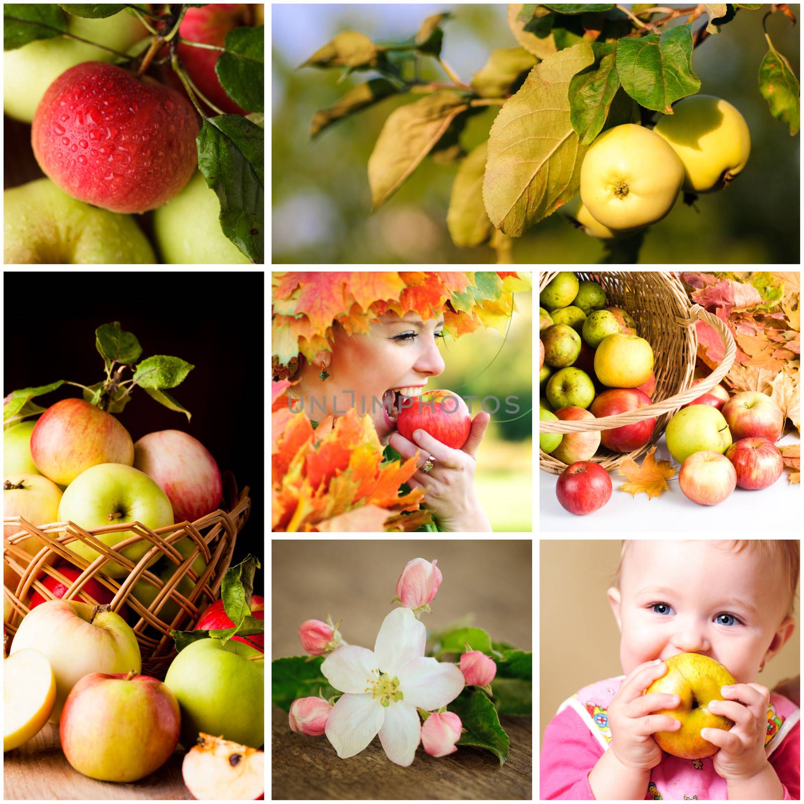 Fresh various apples closeup in situations