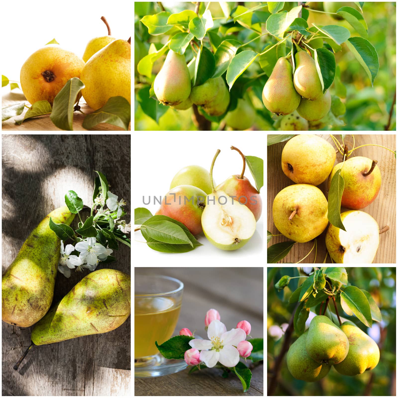 Collage of a variety of fresh pears and blossom