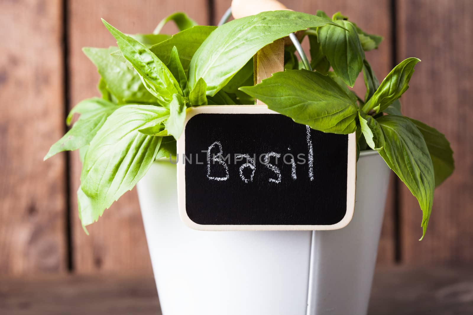 Fresh green basil in little white pail on wood background