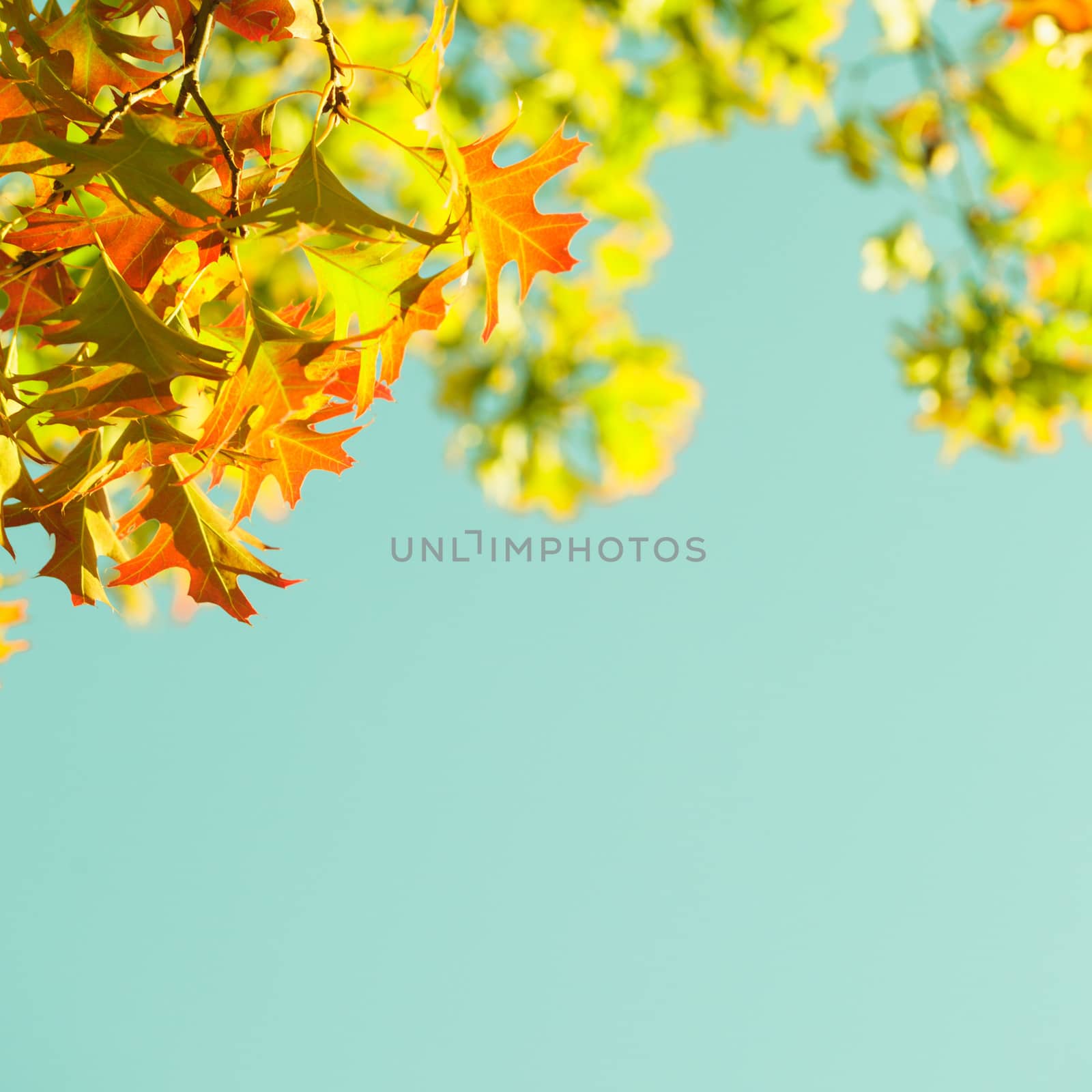 Maple leaves over green background