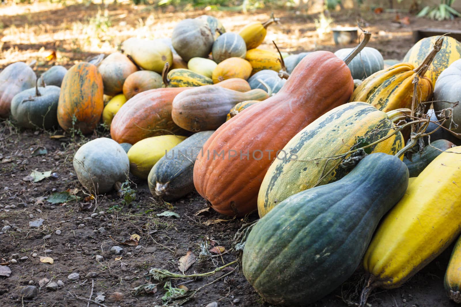 Pumpkin harvesting on the field, different types of pumpkin