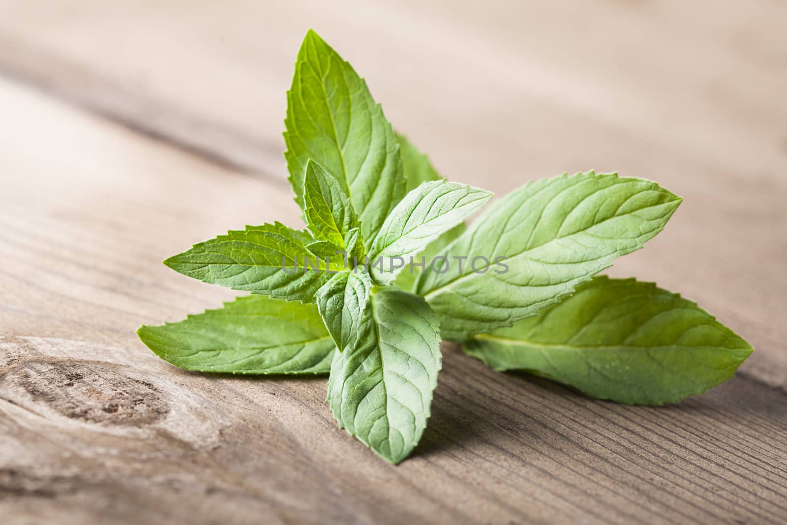 Fresh green mint on the wooden table closeup