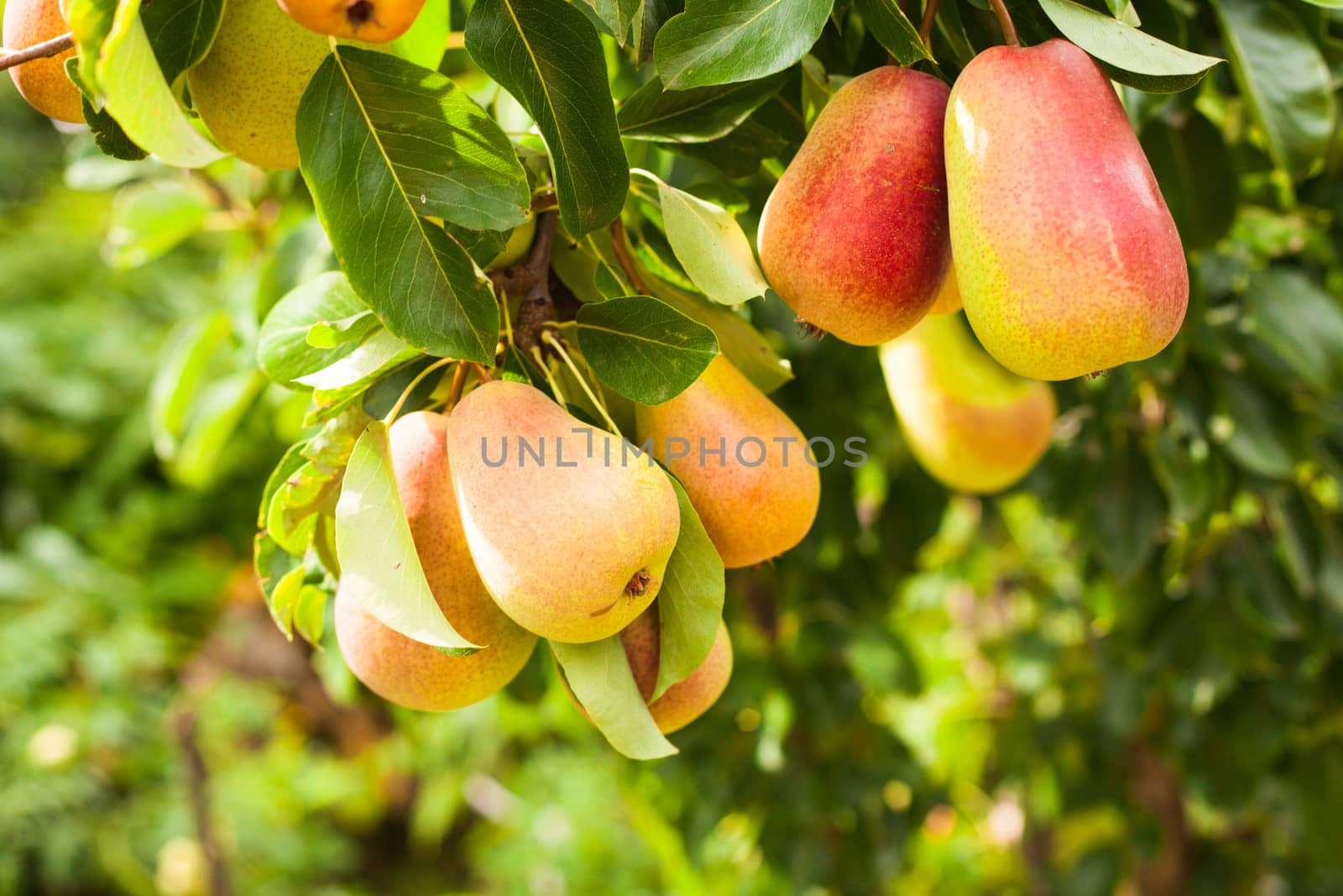 Pears on a tree branch closeup in orchard