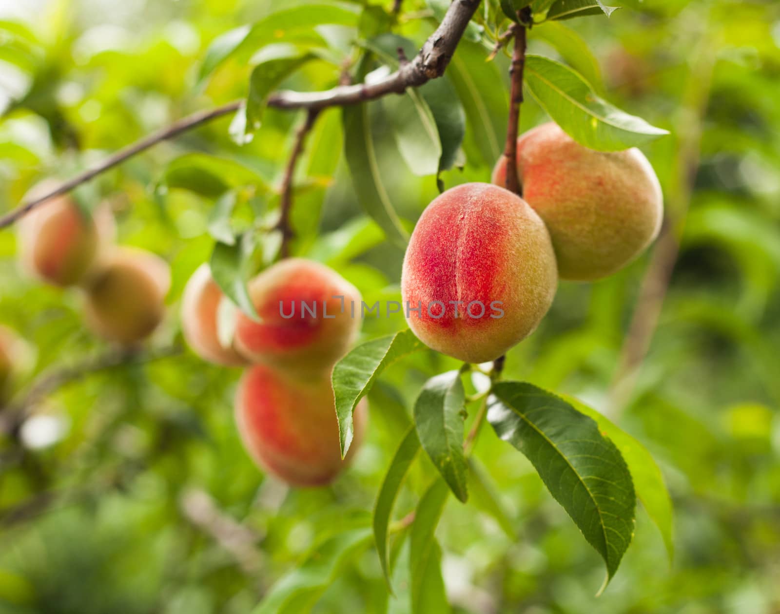 Ripe peaches fruits on a branch closeup on the tree