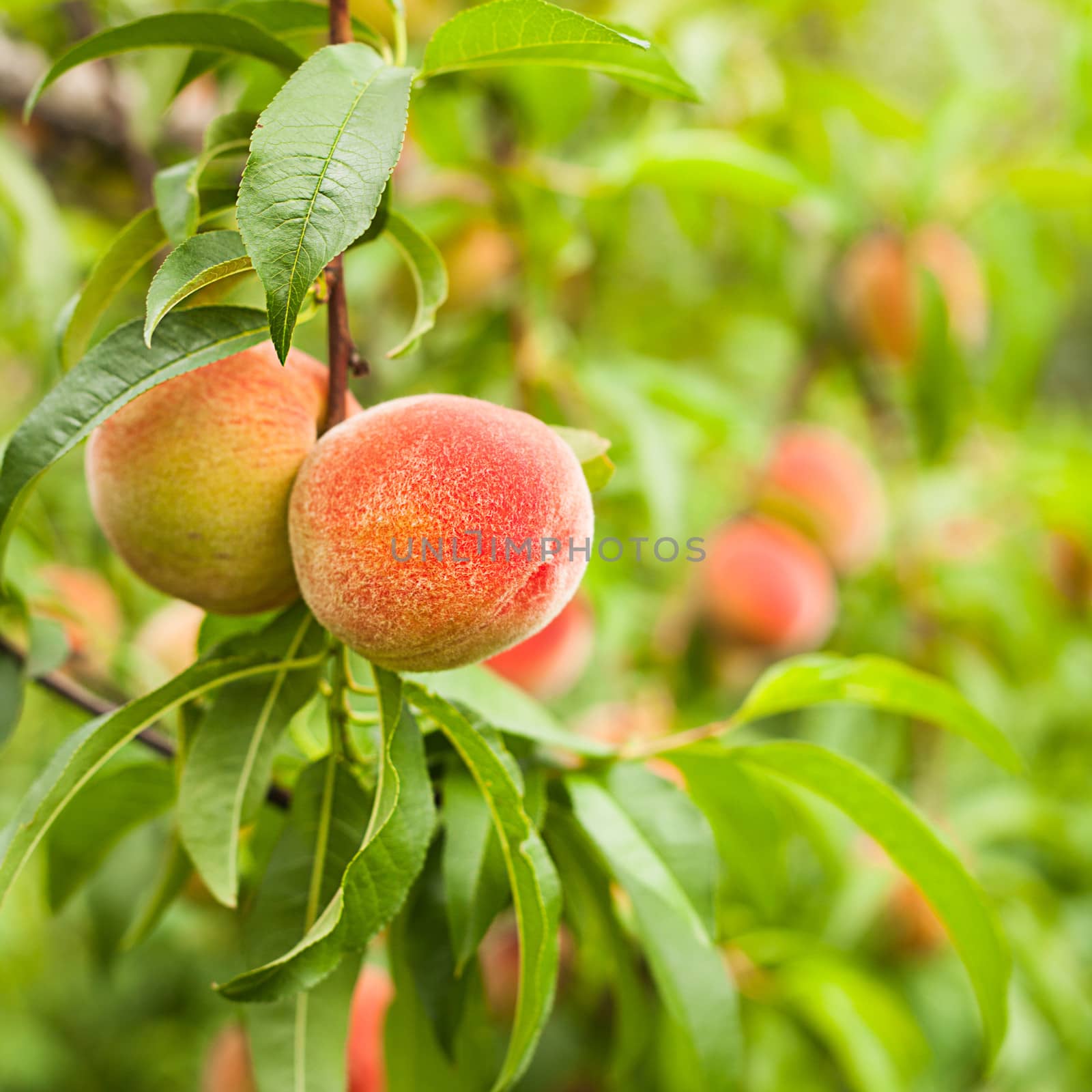 Ripe peaches fruits on a branch in orchard