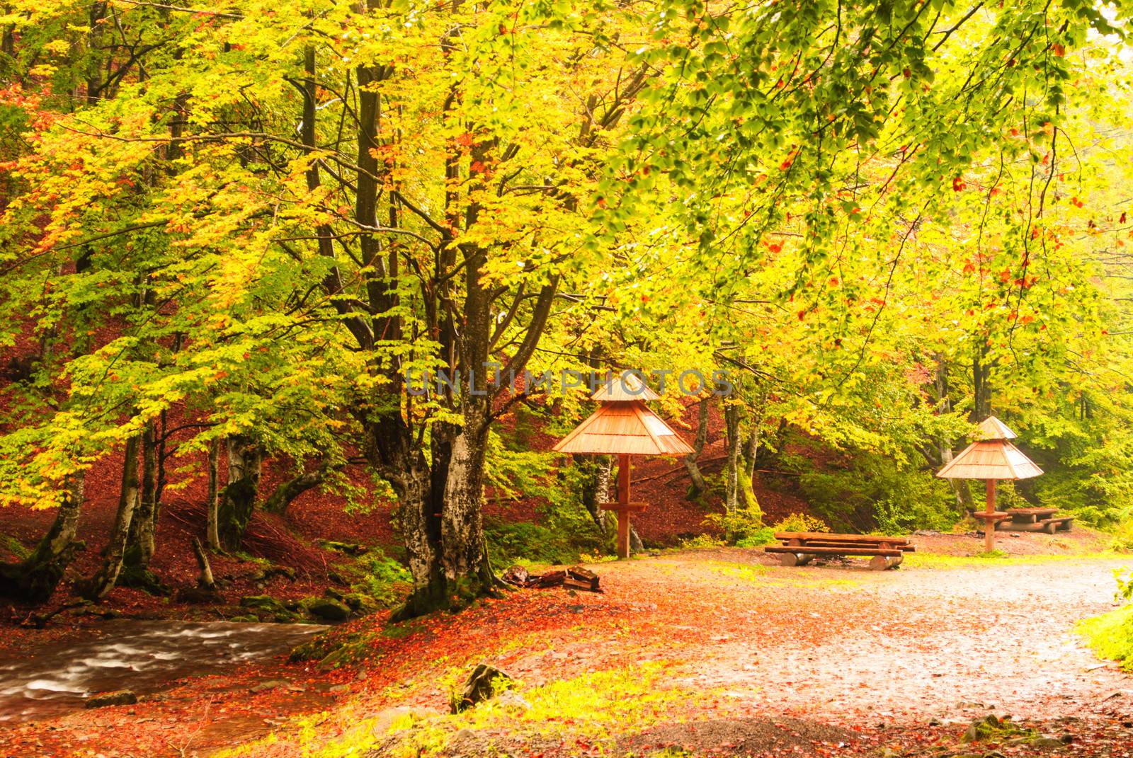 Fall camping in the forest near the mountain river