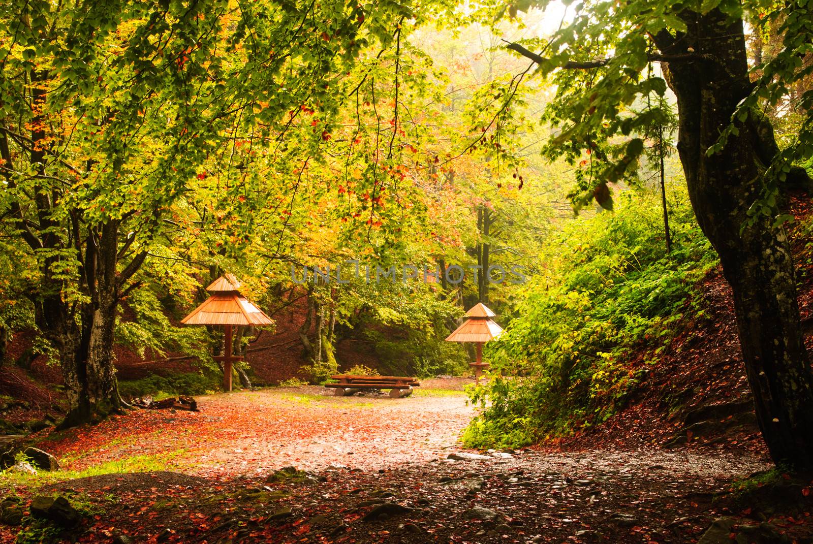 Fall camping with rain in the forest