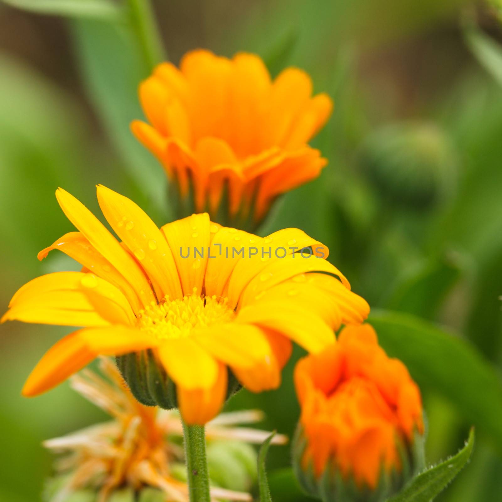 Orange calendula in the field close up