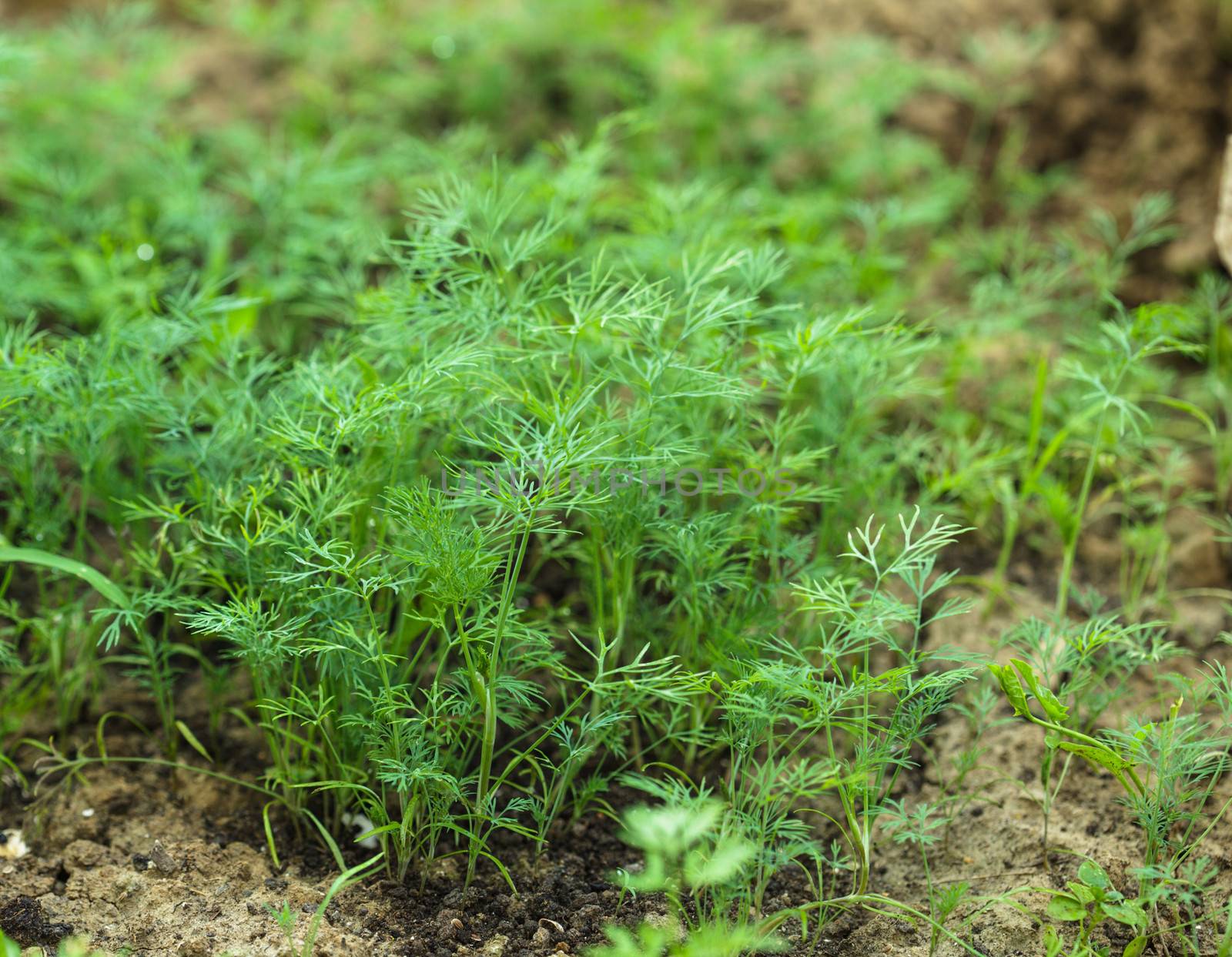 Dill sprouts closeup growing in the garden