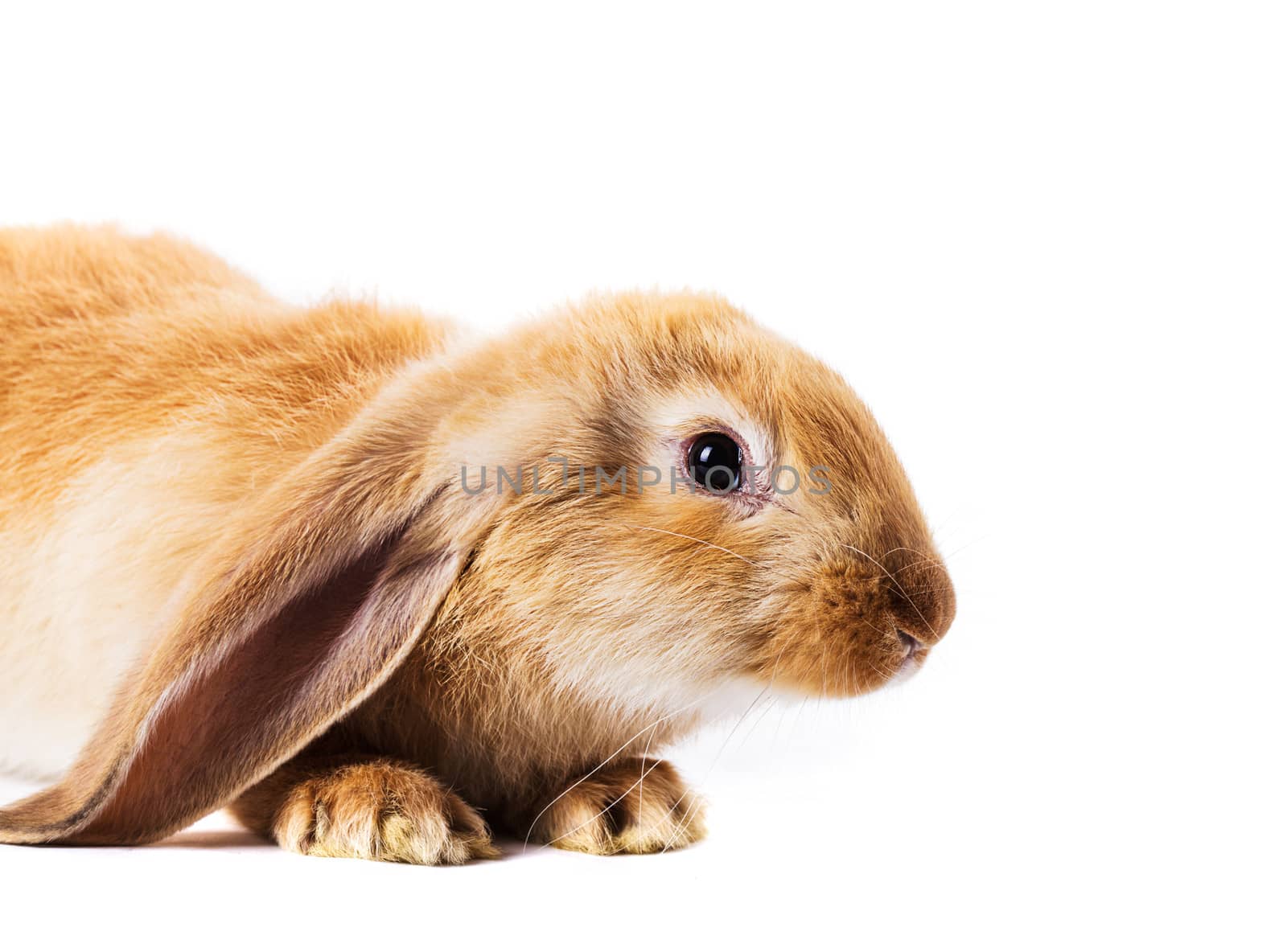 Cute red rabbit isolated  on white background