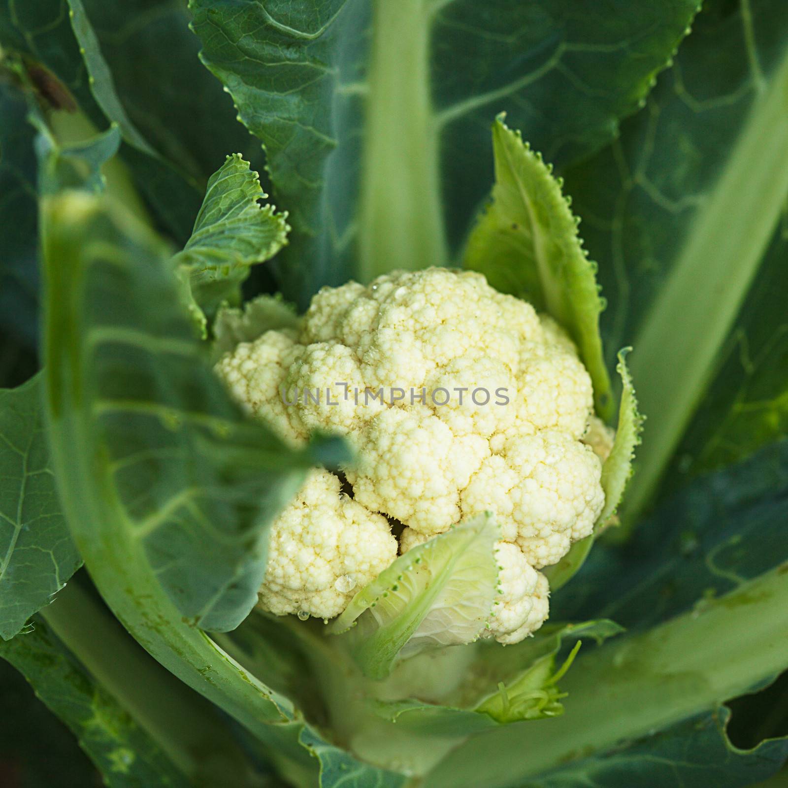 The cauliflower in the garden close up