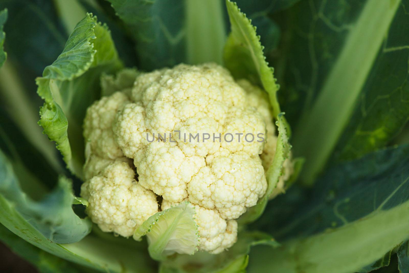 The cauliflower in the garden close up