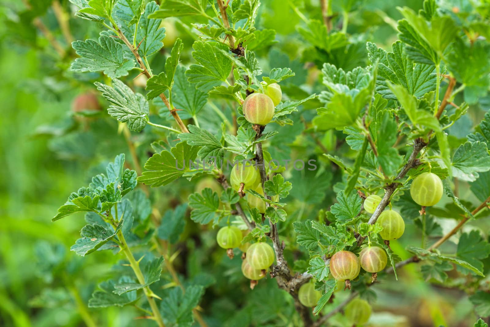 A bush of gooseberry in the garden