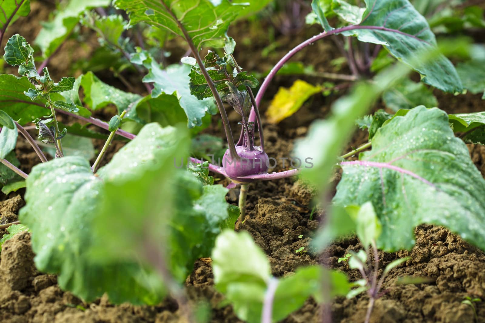 Kohlrabi close up growing in the garden