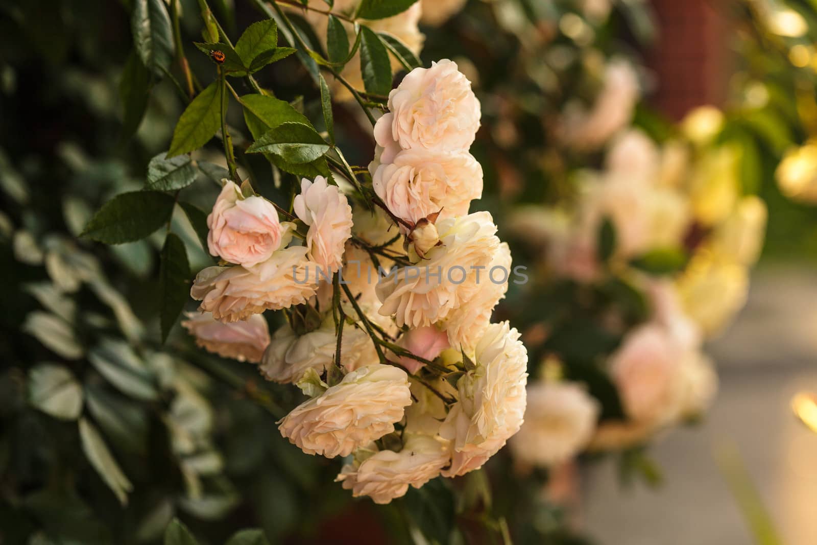 A bush of white roses in sunset backlight