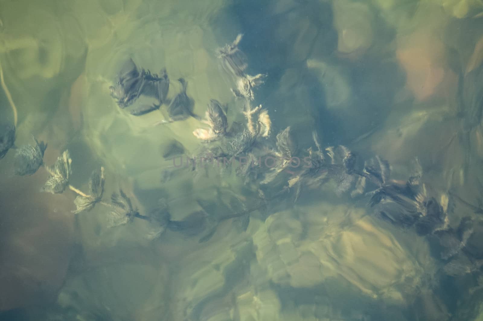 Underwater plant shot from above, visible stones, plants, water, abstract, greenish shade.