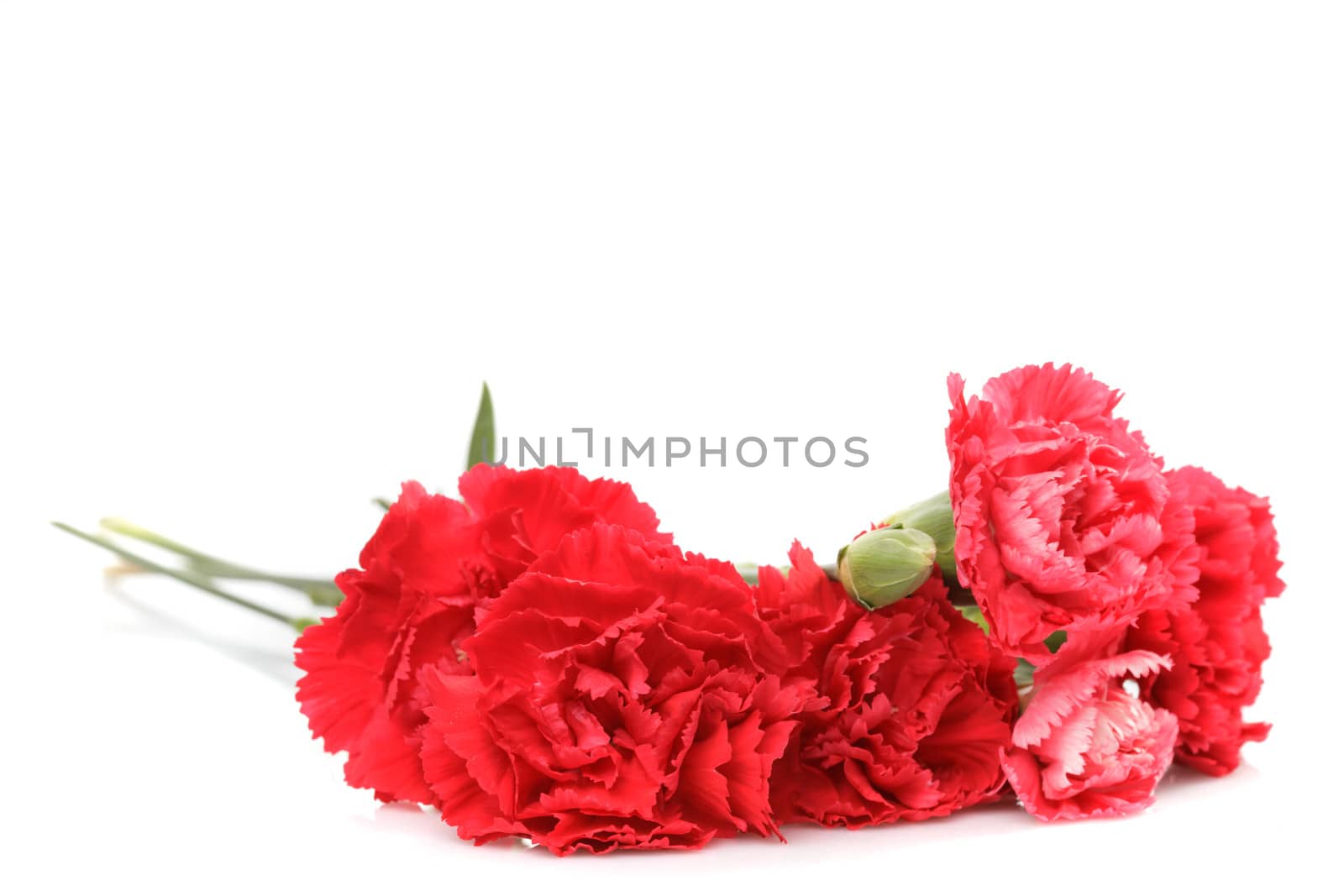 Red carnation flowers isolated on white background