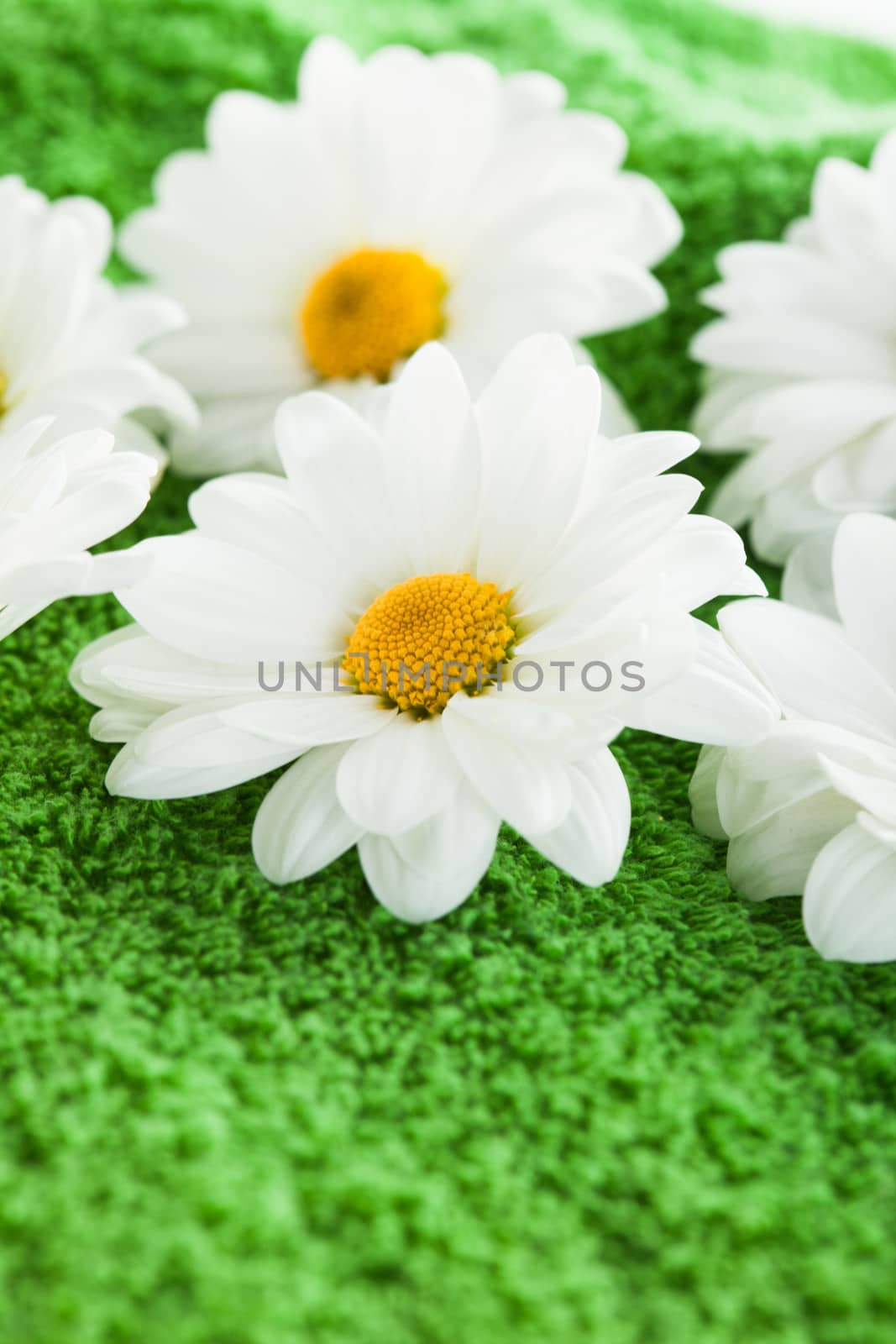 Chamomile on green textile as a grass background