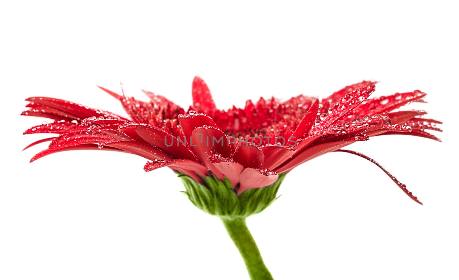 Pink gerbera with macro drops of water on white background