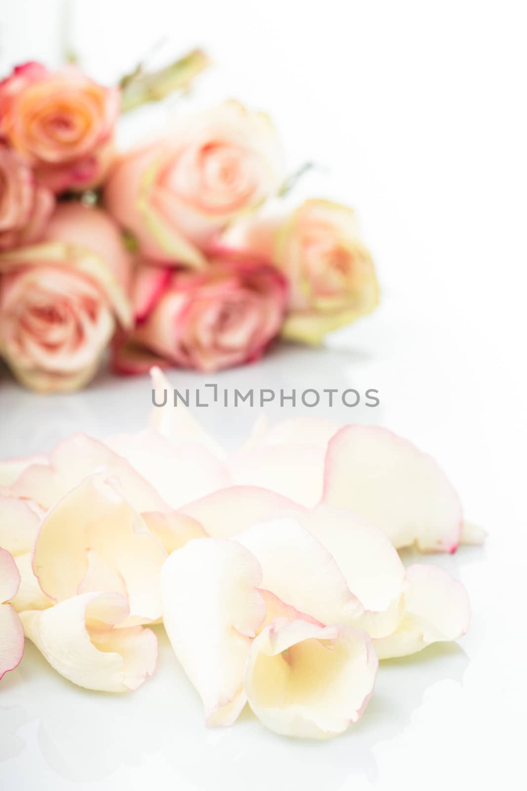 pink roses petals like a background closeup