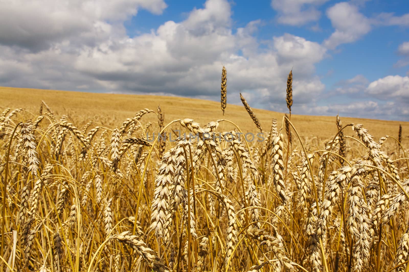 Grain field with visible ears of corn. by westernstudio