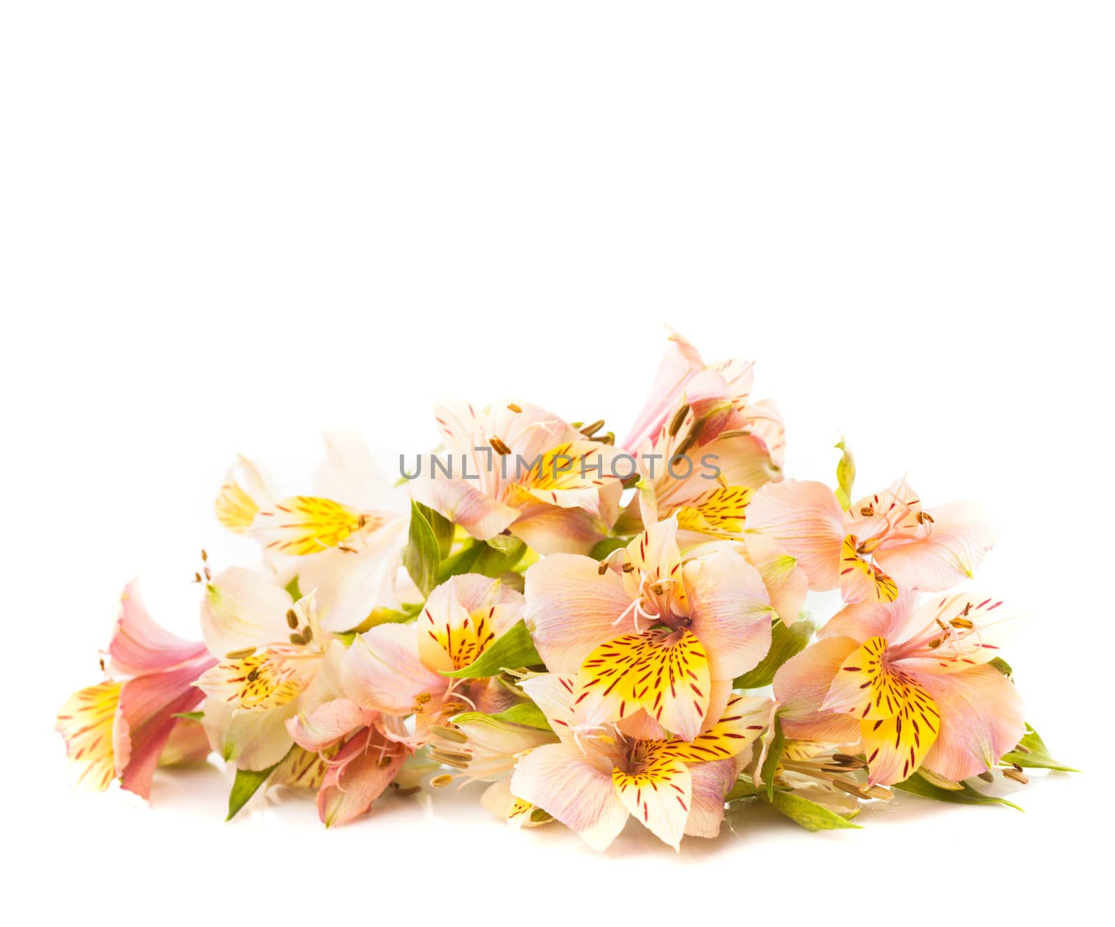 Pink alstroemeria isolated on white background closeup