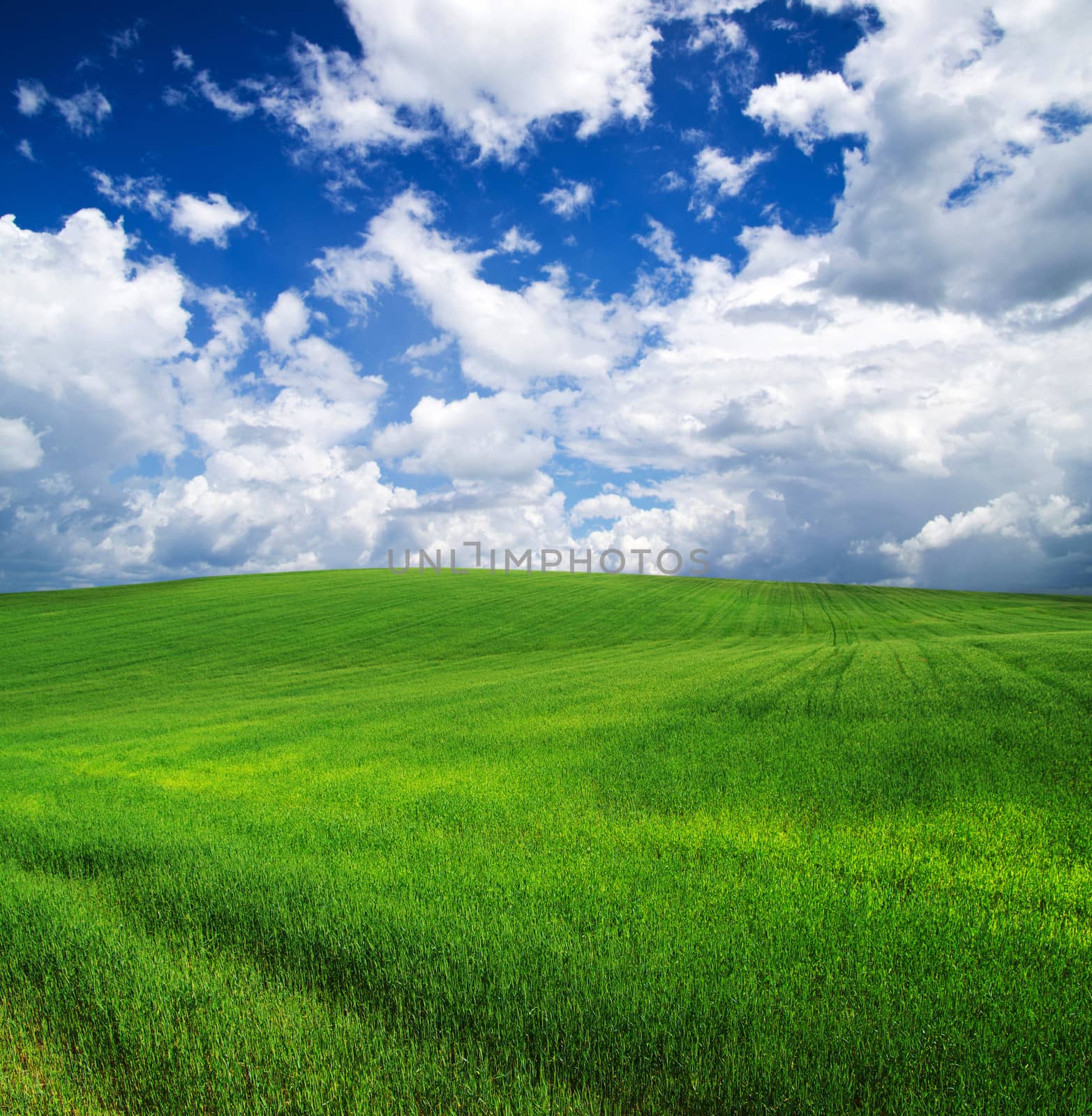 green field by Pakhnyushchyy