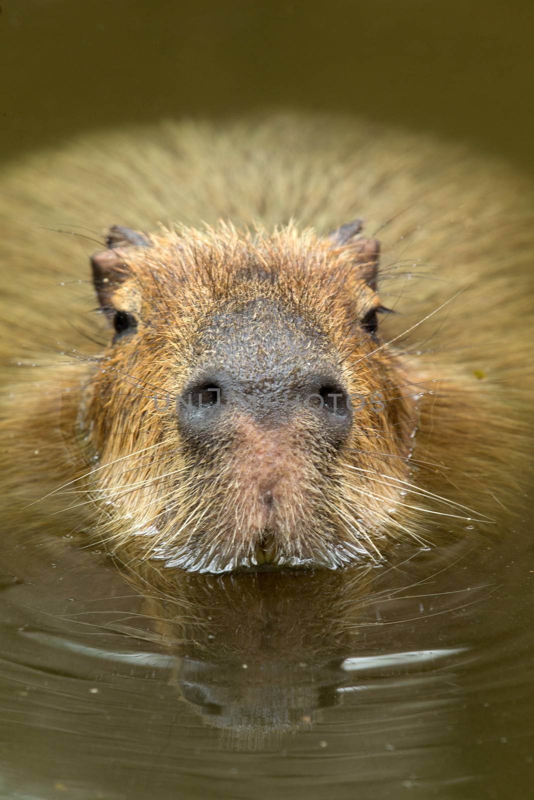 Capybara  by Pakhnyushchyy