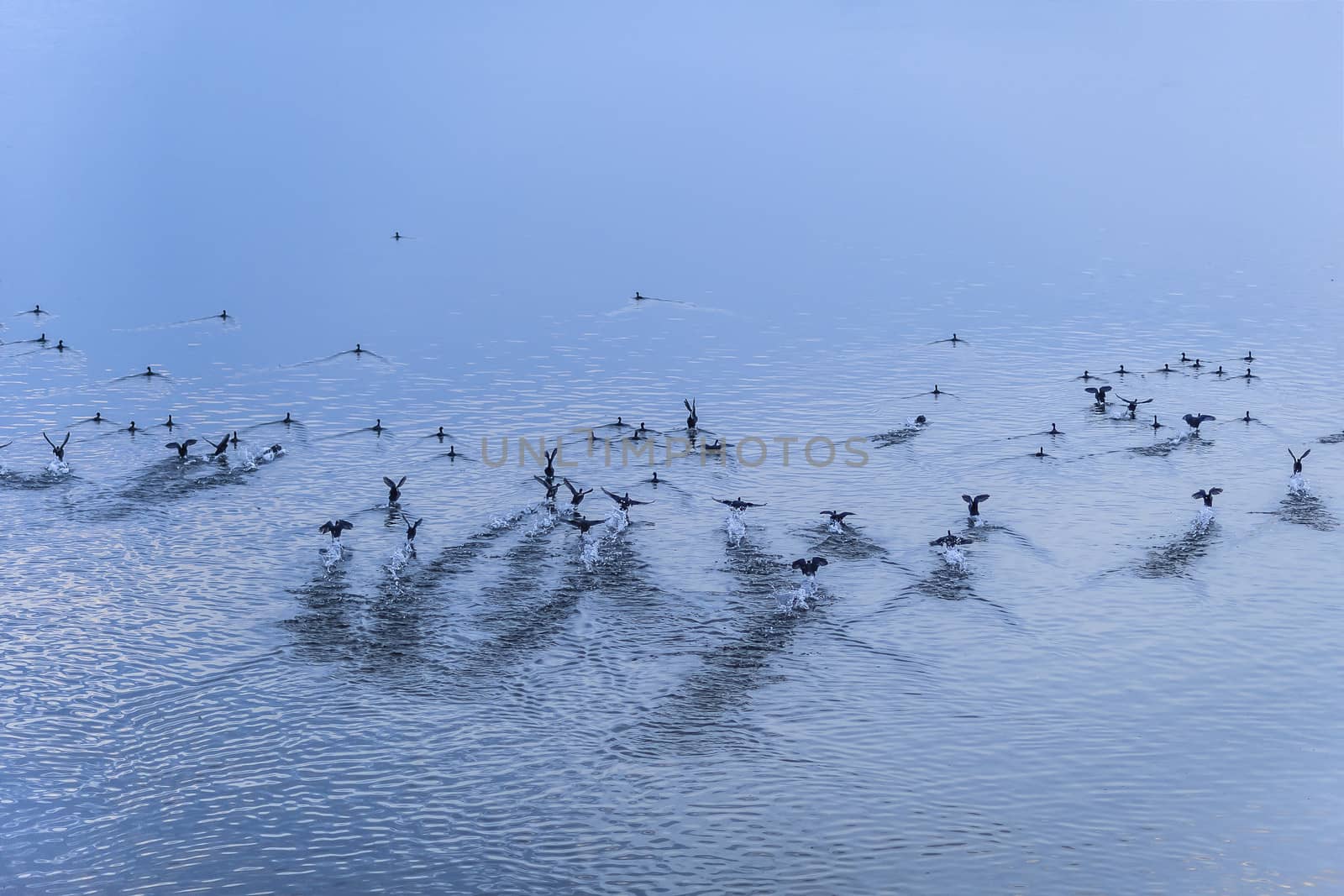 A flock of wild geese taking flight from the lake. by westernstudio