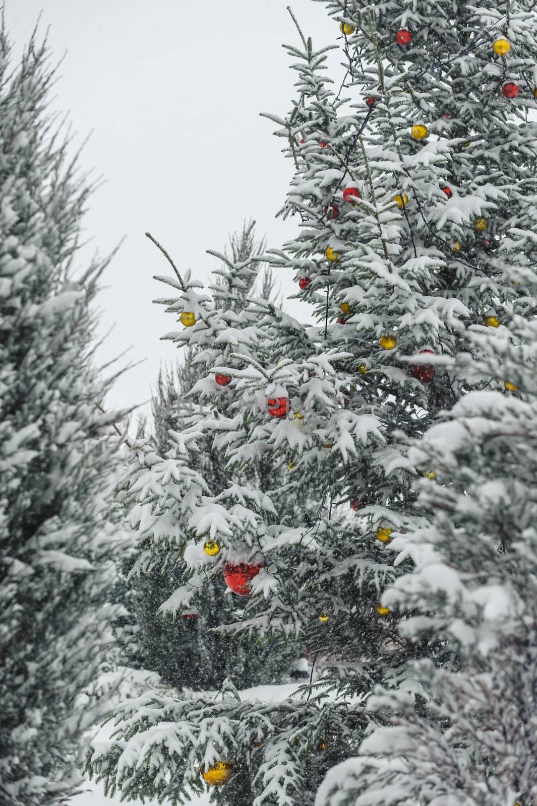 Christmas tree decorated with red and yellow bulbs, snowy  tree outdoors, covered with snow, daylight.