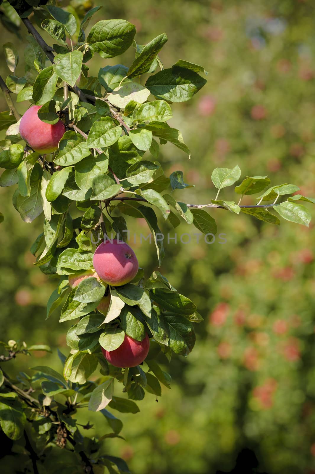 A fragment of an apple tree with leaves and red apples. by westernstudio