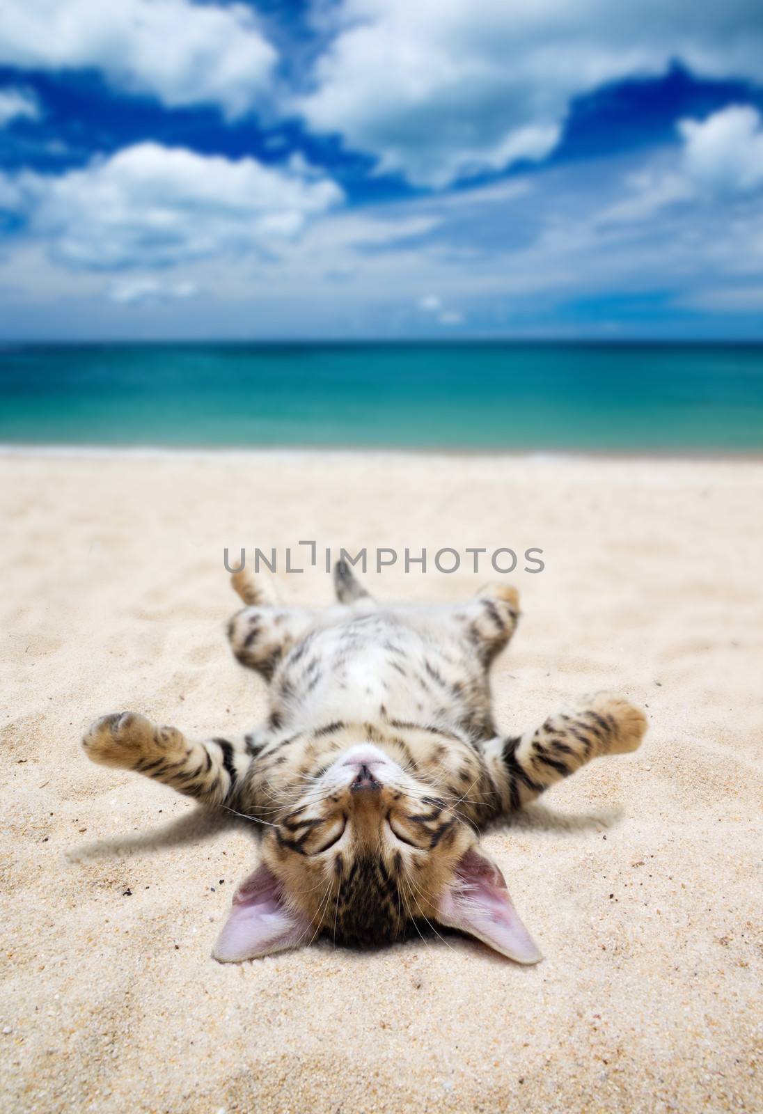 cat on  beach and blue sky