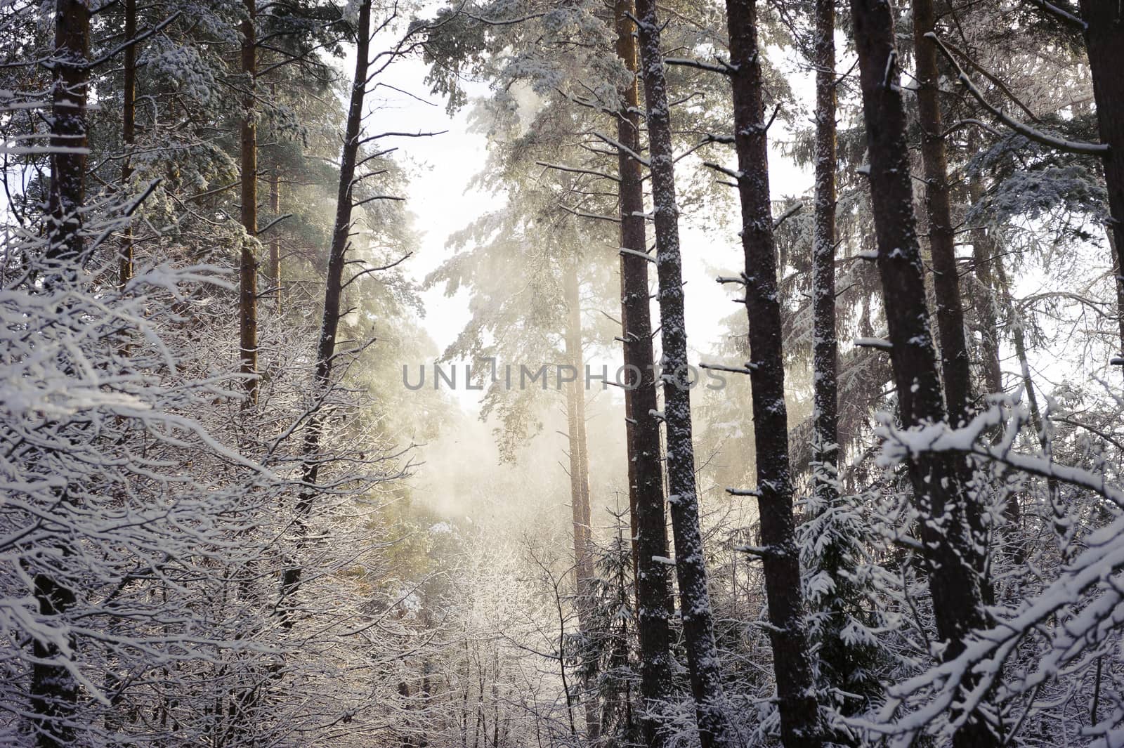 Partly illuminated fragment of a snowy forest with lots of trees and visible snow falling down in the rays of sunshine.