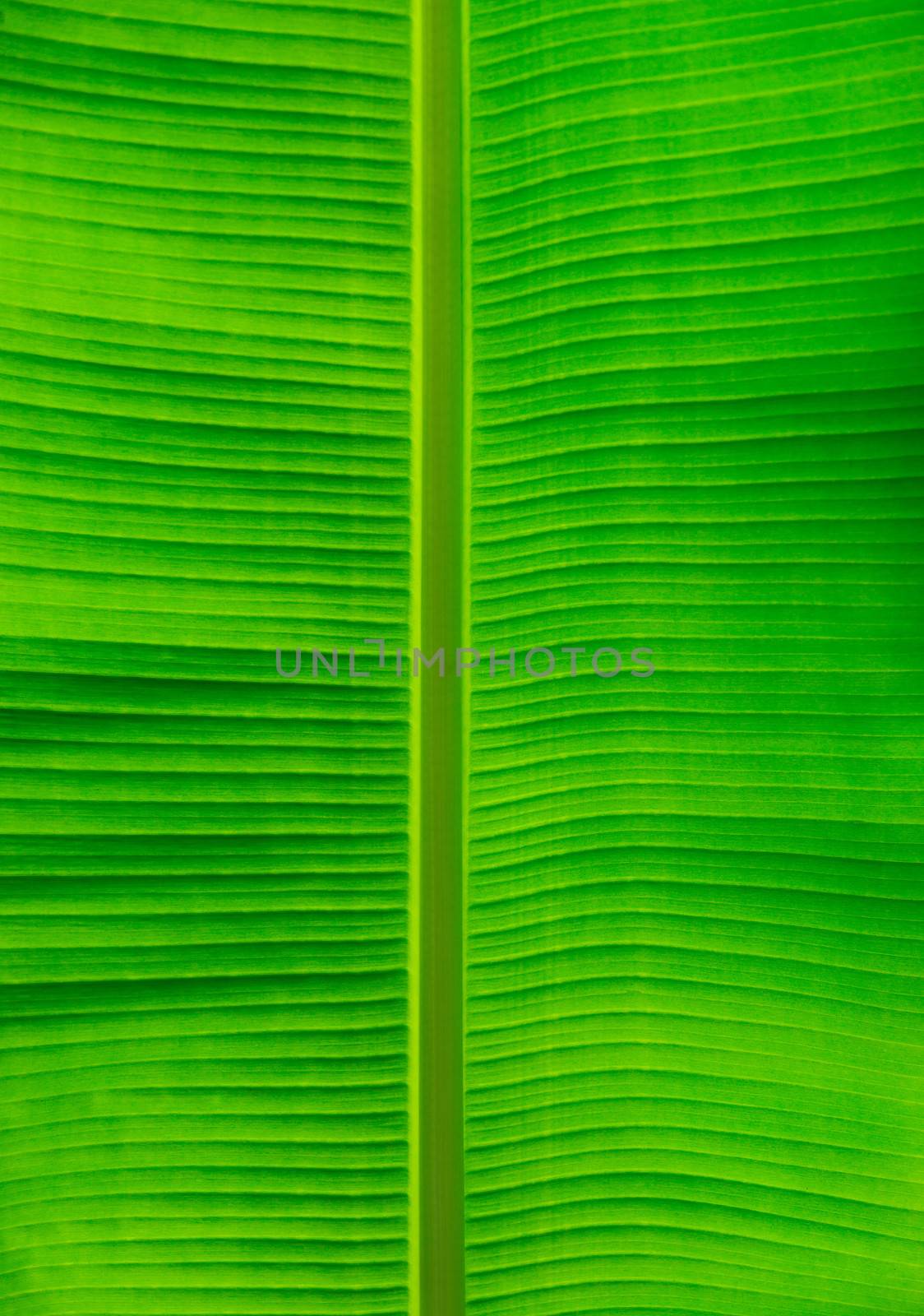  leaf texture  by Pakhnyushchyy