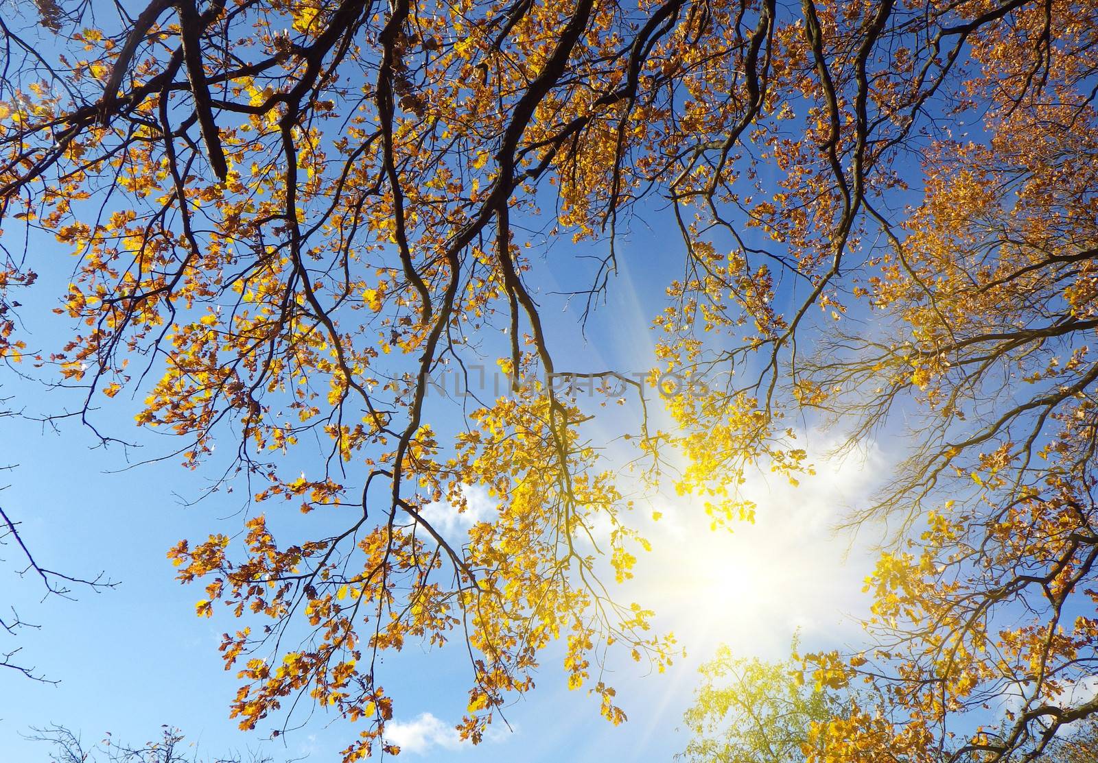 autumn forest background in a sunny day