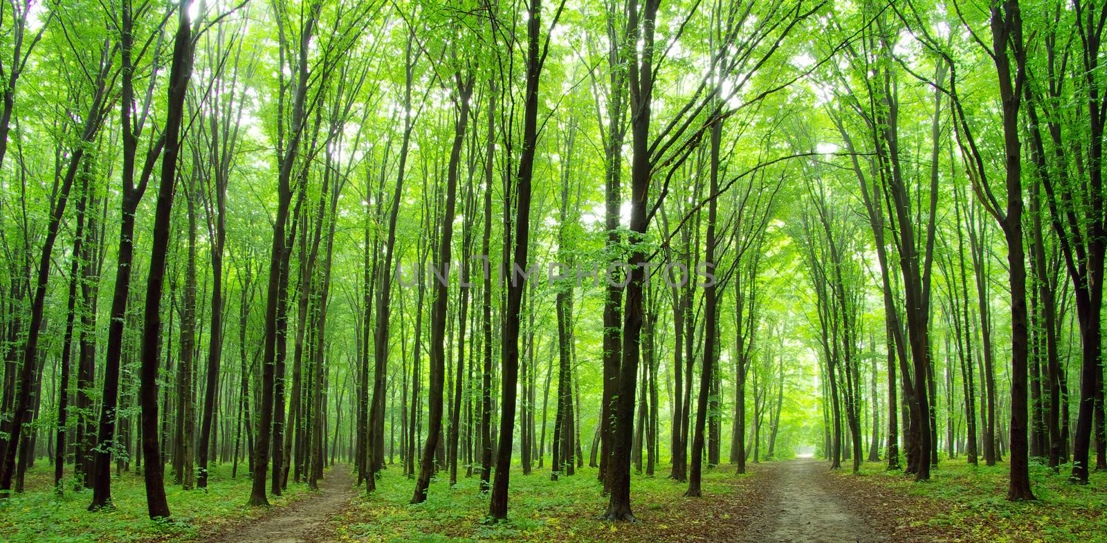 a path is in the green forest