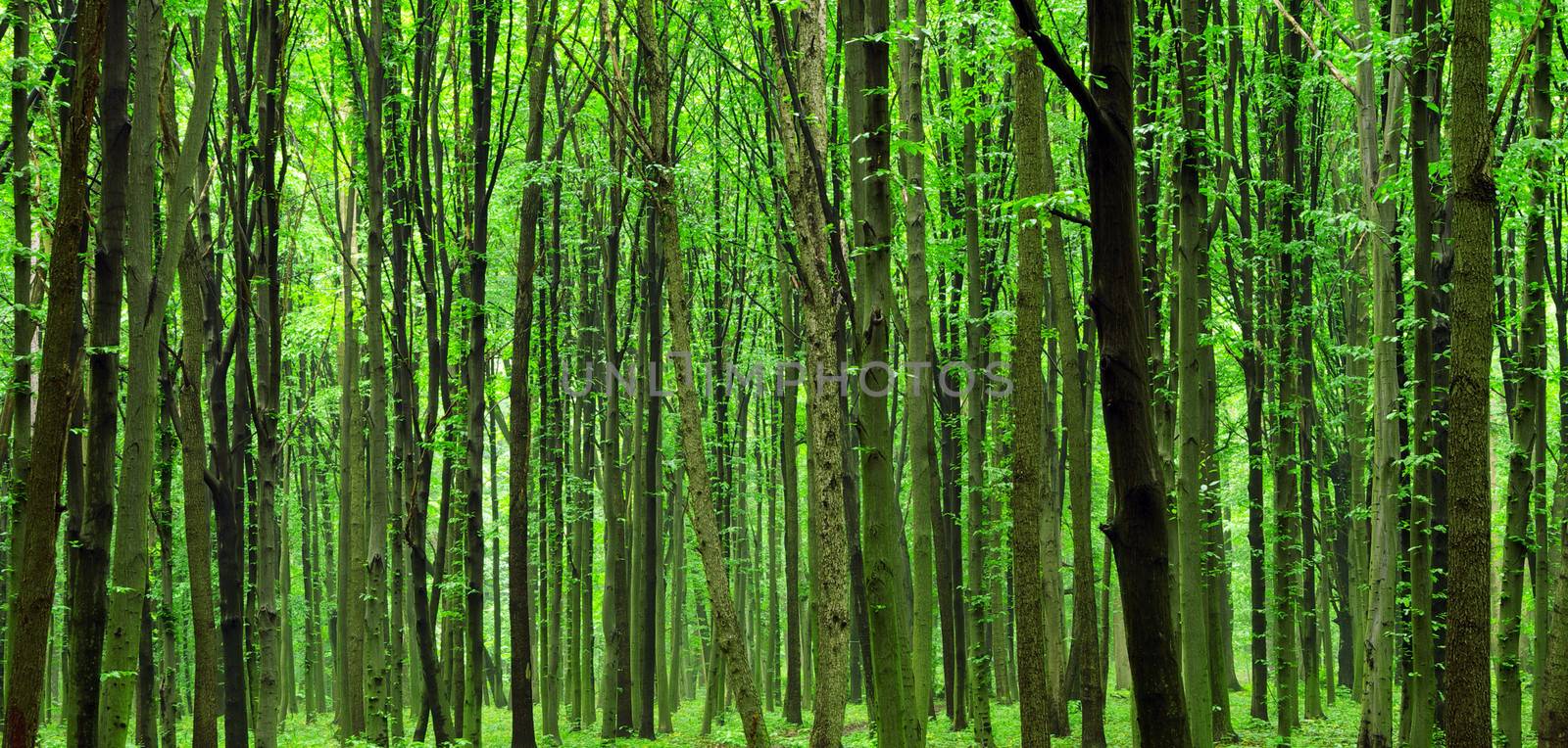 a path is in the green forest