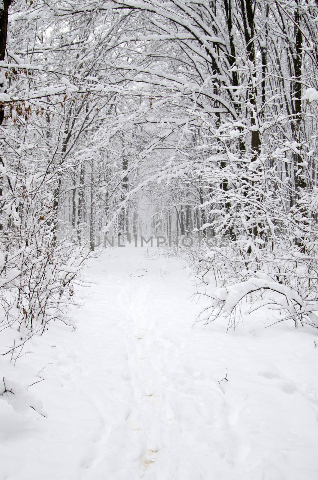 winter forest  by Pakhnyushchyy