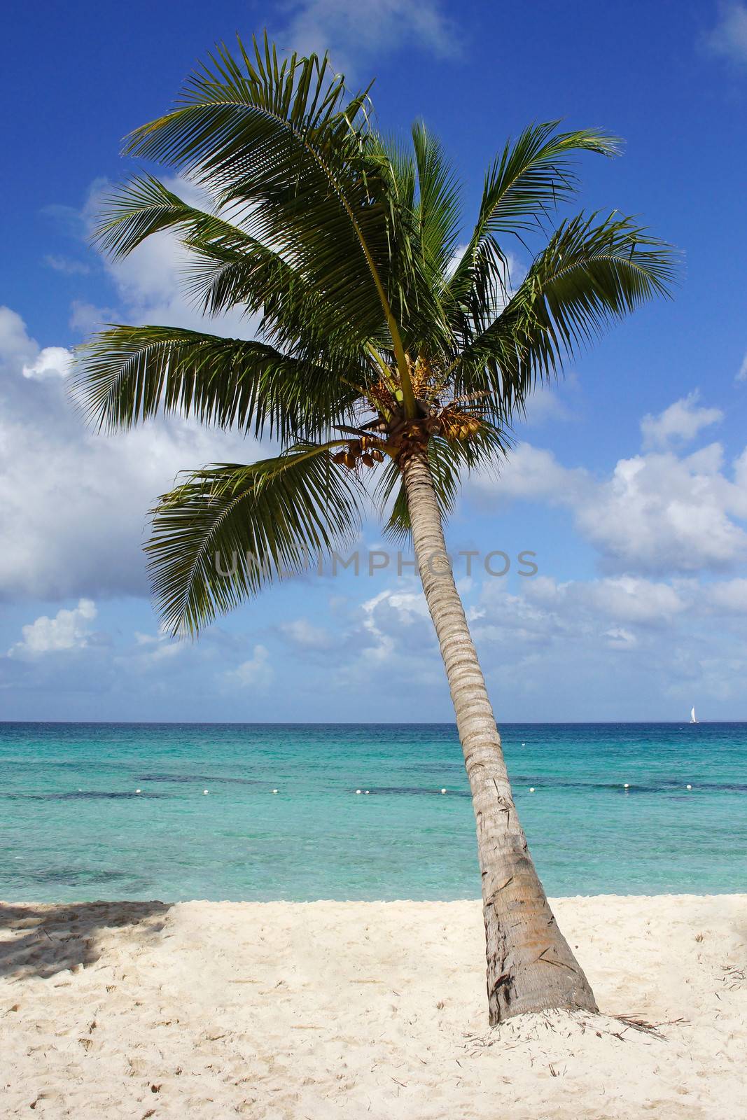 Caribbean Beach with palm trees, Dominican Republic, West Indies, Caribbean